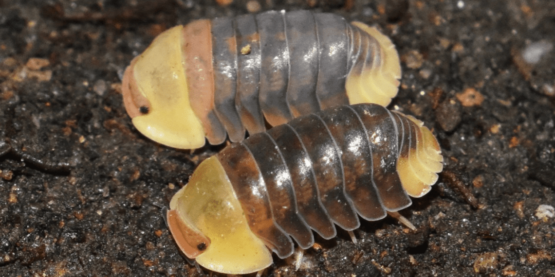 Rubber Ducky Isopod Guide: Caring for Rubber Ducky Isopods - Vivarium ...