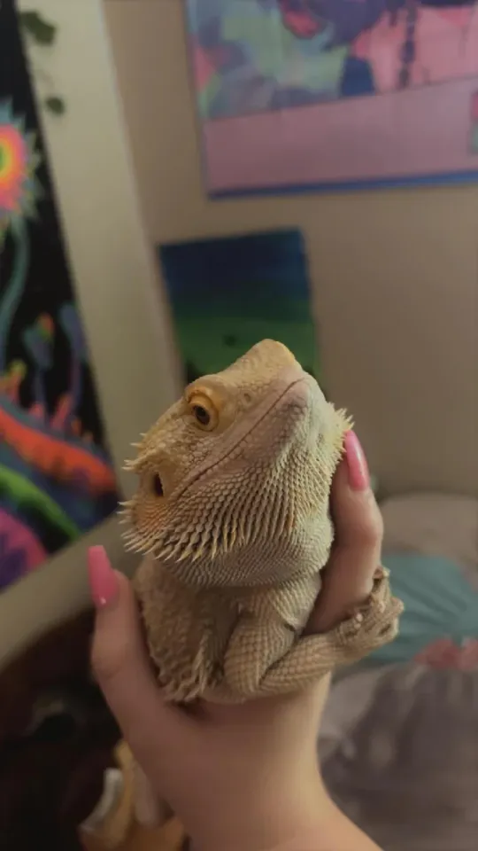 Are Bearded Dragons Good Pets? Your Guide to Understanding If Bearded ...