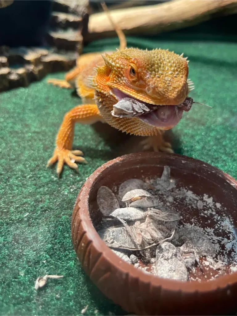 What Insects Can I Feed My Bearded Dragon? Best Choices to Feed Your ...